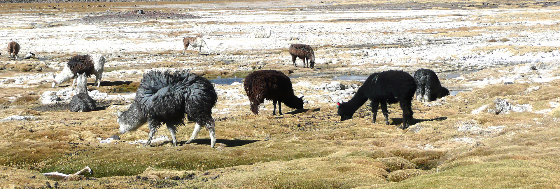 Alpacas in the Altiplano, Chilean Andes
