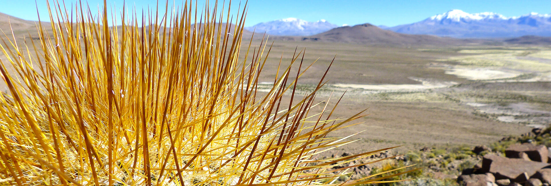Cactus in the Chilean Andes, Altiplano