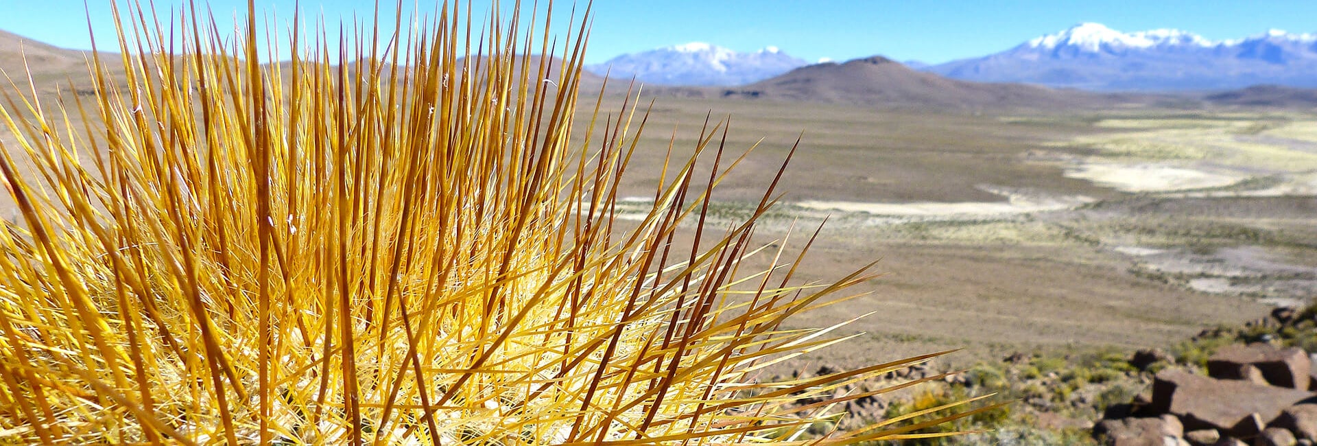 Cactus in the Chilean Andes, Altiplano Cactus in the Chilean Andes, Altiplano