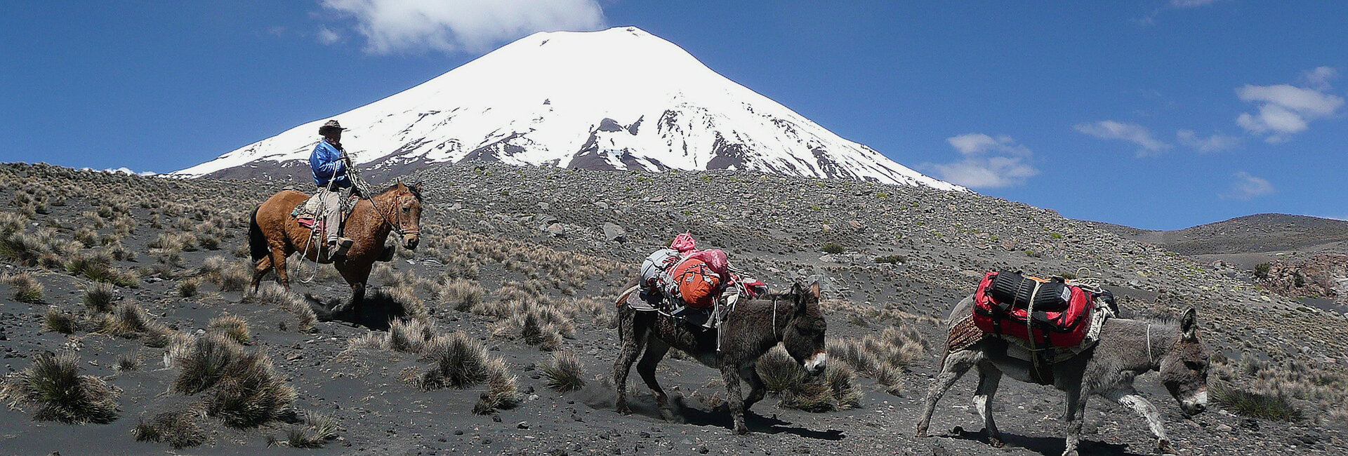 Mules on the way to Base Camp Volcano Parinacota