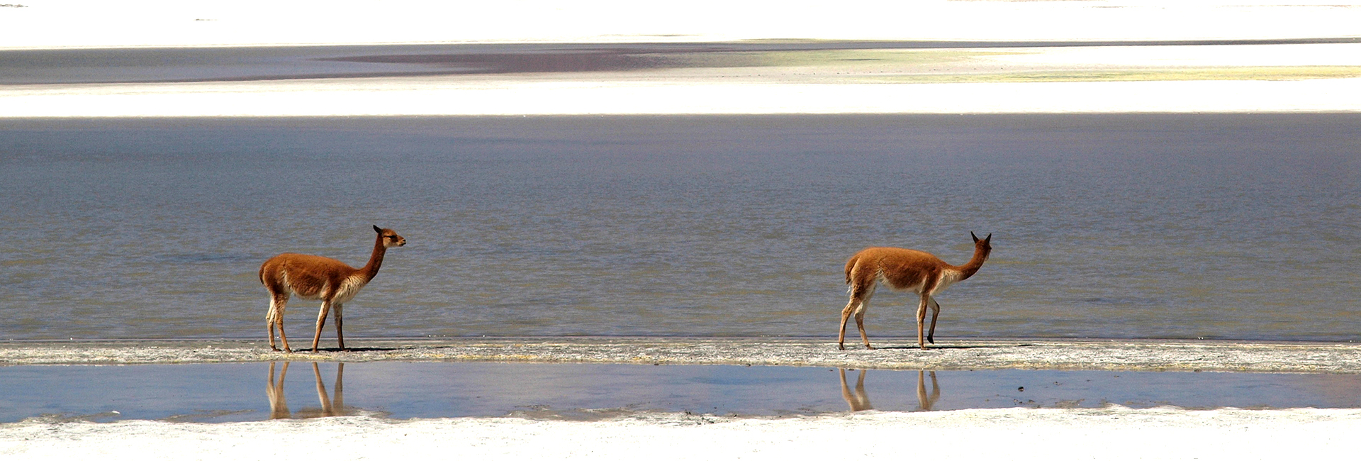 Vicunas, Salar de Surire Vicunas, Salar de Surire