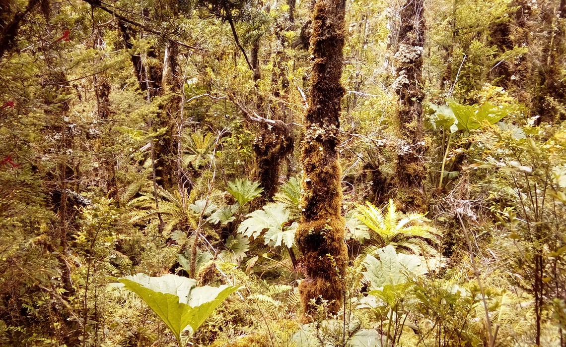 Pumalin and Yelcho Trek