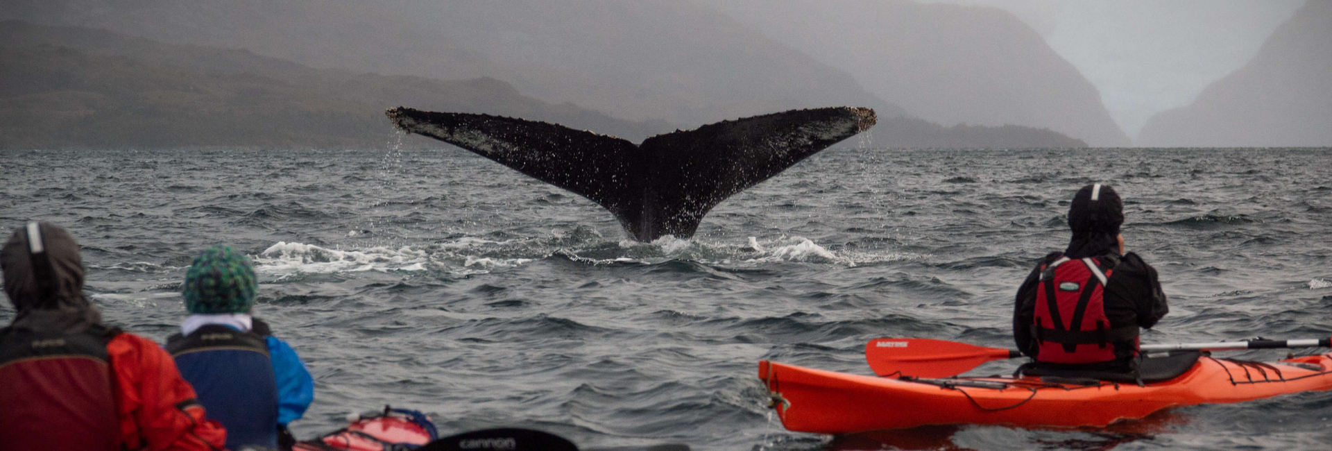 Kayak with whales in Strait of Magellan