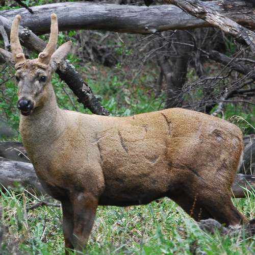 "Los Huemules" Reserve Trek