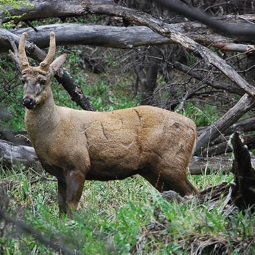 Reservat "Los Huemules" Trek